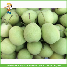 Good Quality Cold Storage Fresh Shandong Pear